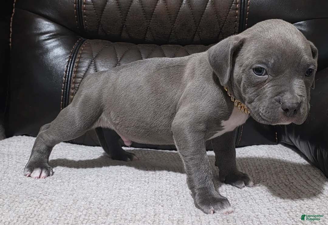 American Pit Bull Terrier dogs for sale: Phantom  - Ad 5