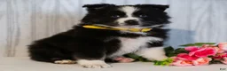 Miniature Australian Shepherd dogs for sale: Cindy  - Ad 4