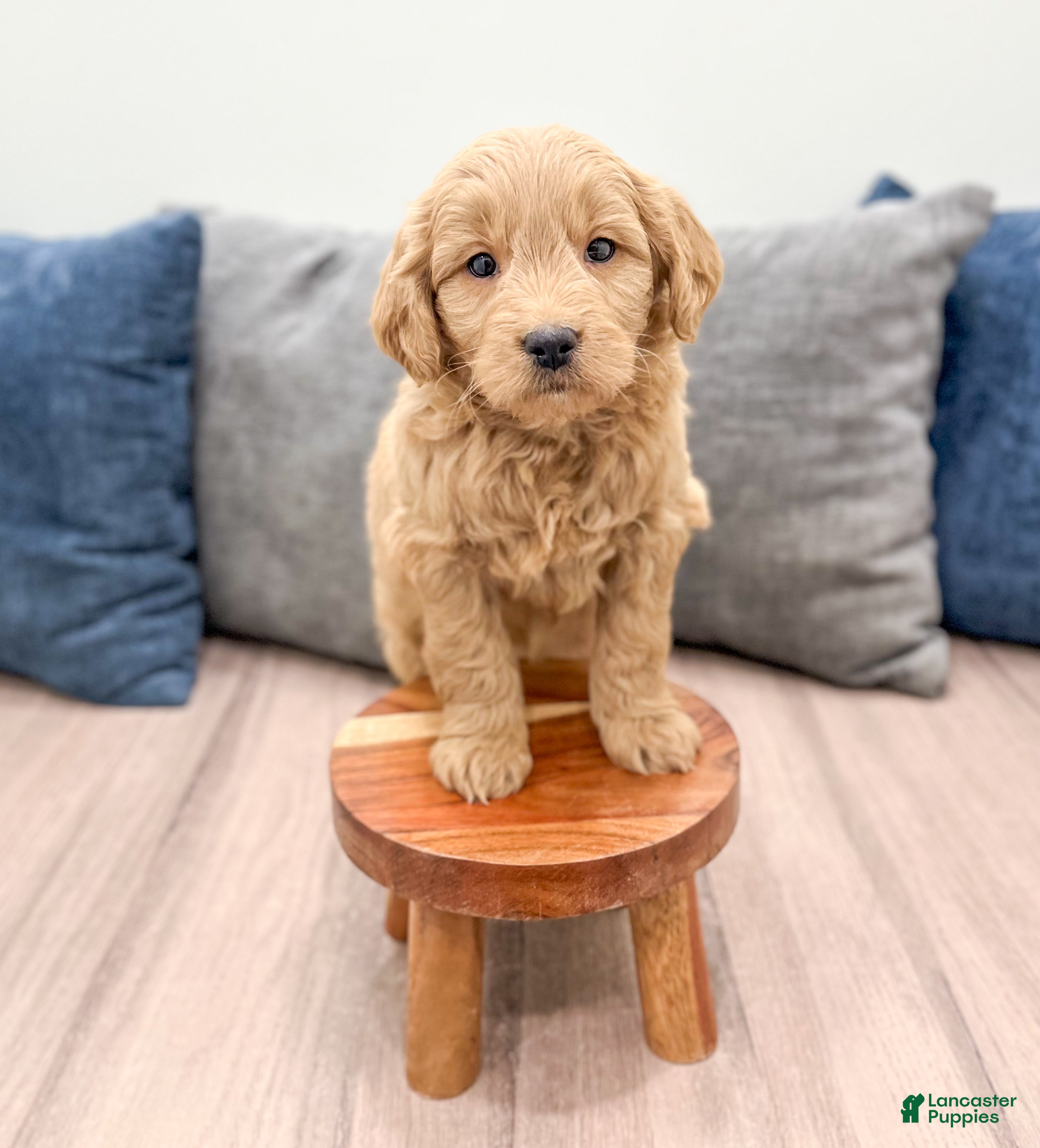 Mini Goldendoodle dogs River - Ad 2