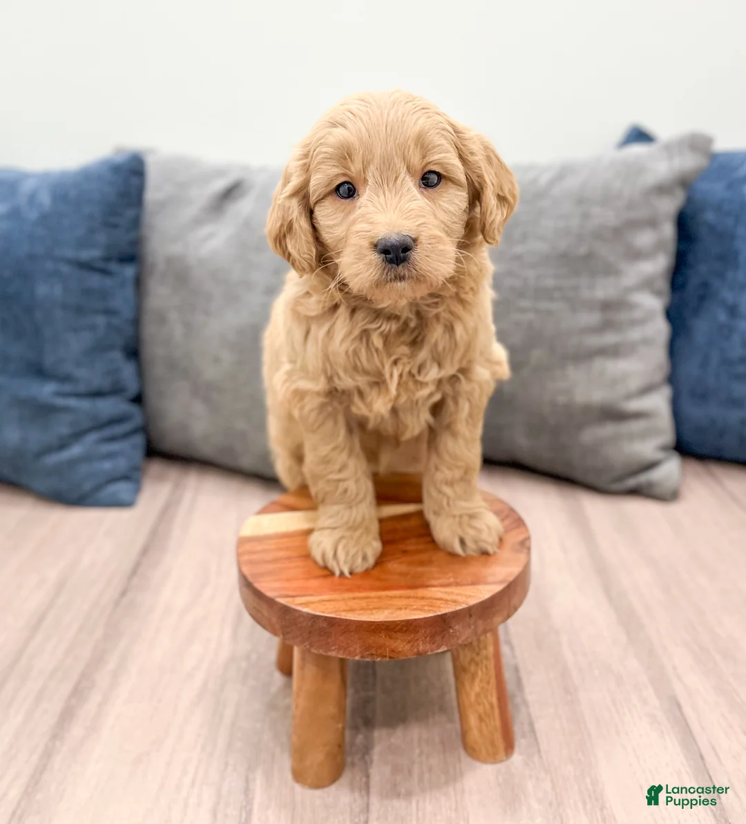 Mini Goldendoodle dogs for sale: River - Ad 2