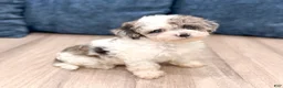 Yorkiepoo dogs for sale: Sara - Ad 6
