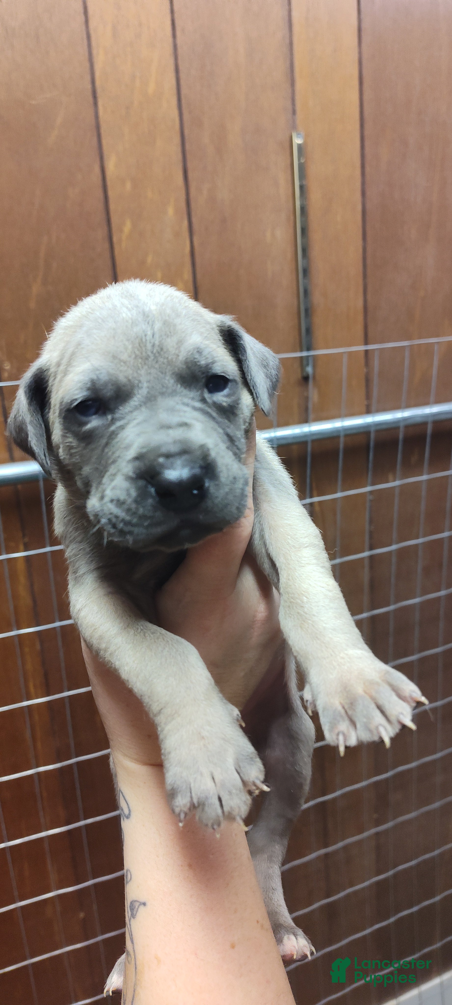 Great Dane dogs Great Dane Puppy 5 - Ad 11