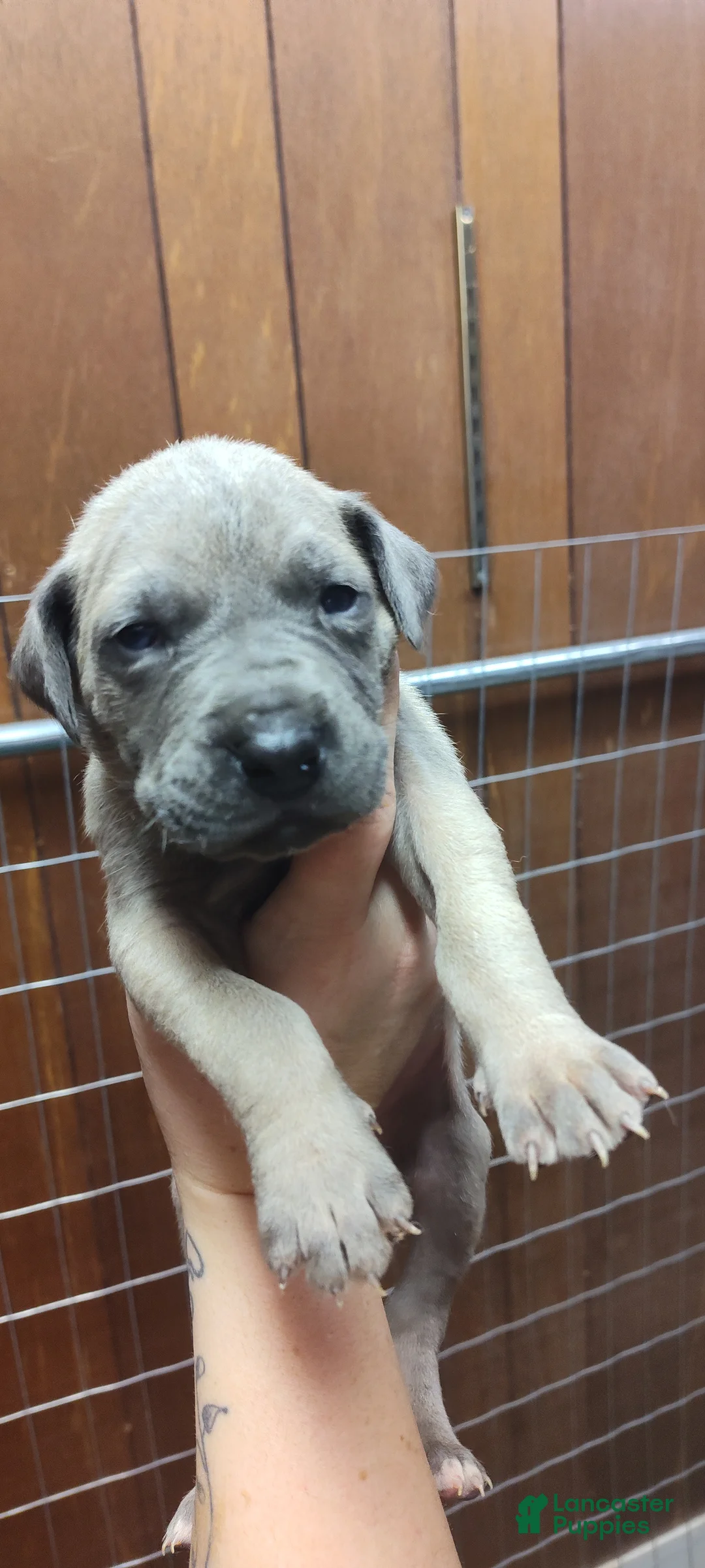 Great Dane dogs for sale: Great Dane Puppy 5 - Ad 1