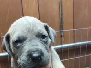 Great Dane dogs Great Dane Puppy 5 - Ad 11