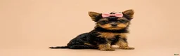 Yorkshire Terrier dogs for sale: Sally - Ad 3