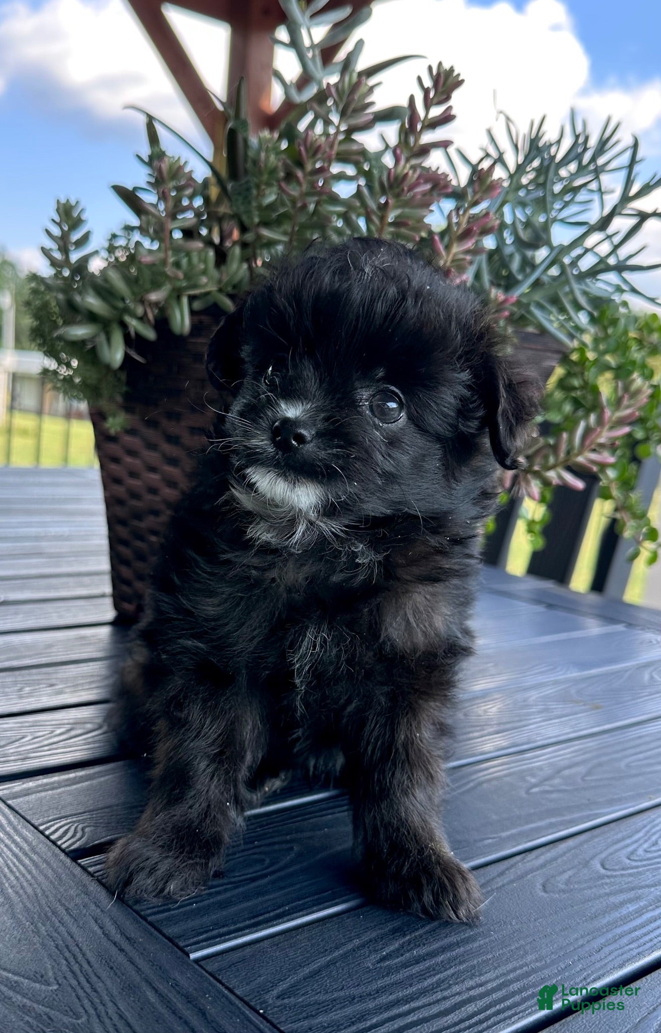 Pomapoo dogs Pomapoo 2 - Ad 5