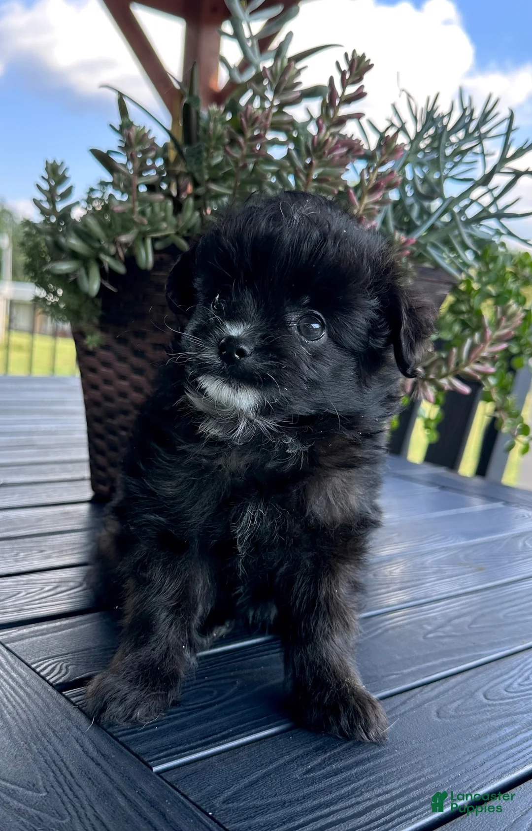 Pomapoo dogs for sale: Pomapoo 2 - Ad 1