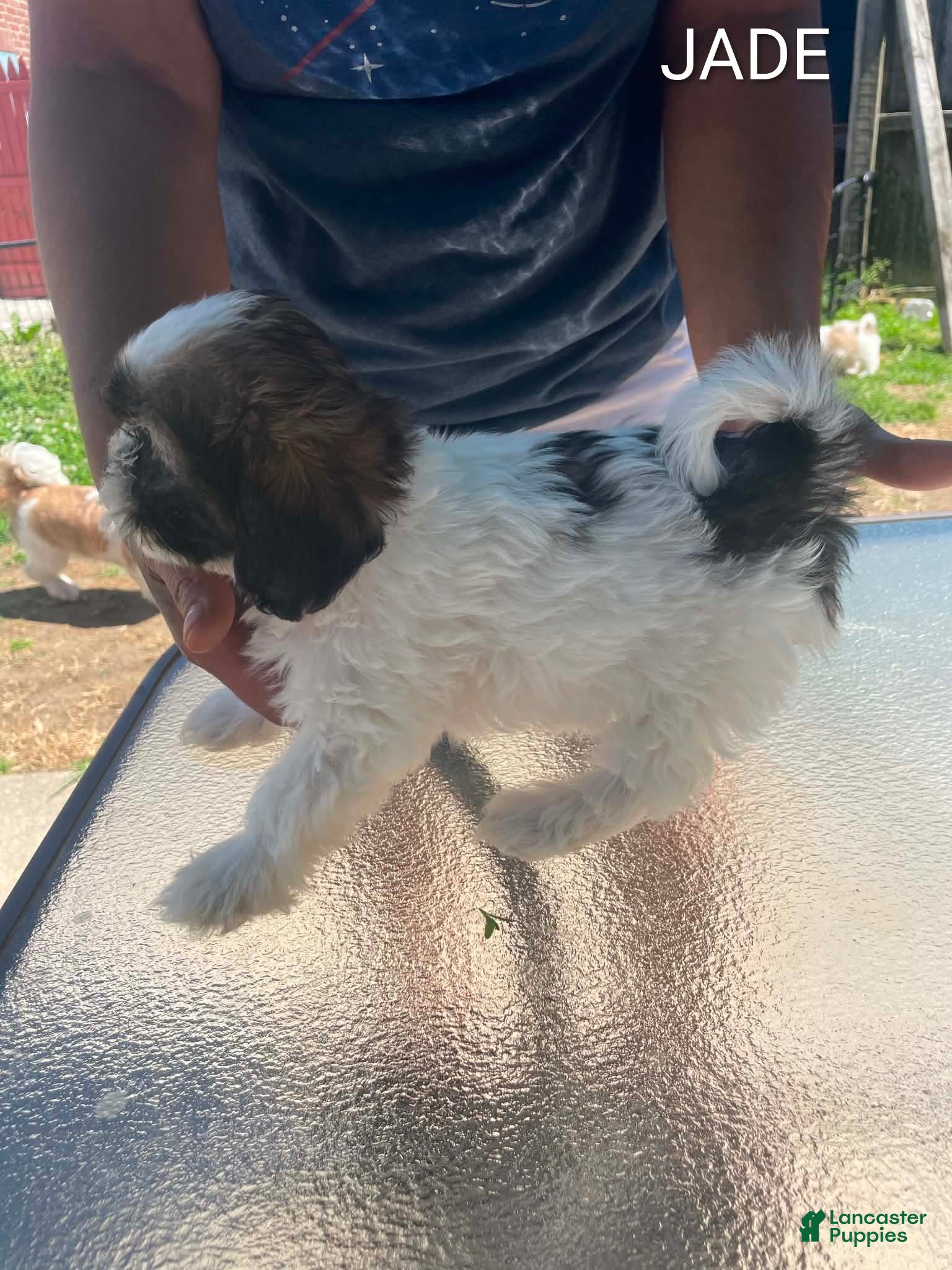 Shih Tzu dogs Shih Tzu 4 - Ad 2