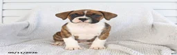 Boxer dogs for sale: Rose  - Ad 5