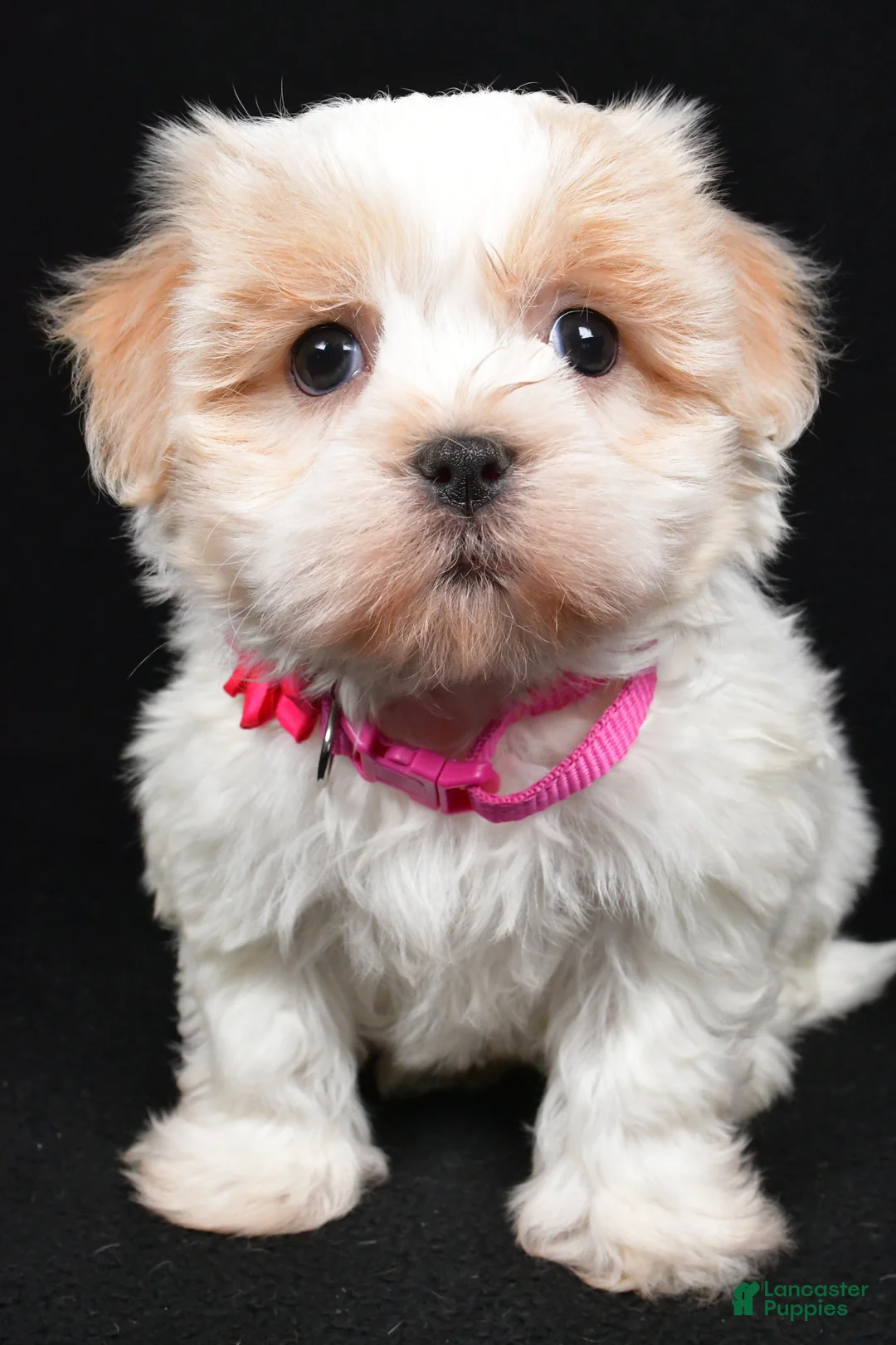 Havanese dogs for sale: Lucy - Ad 6
