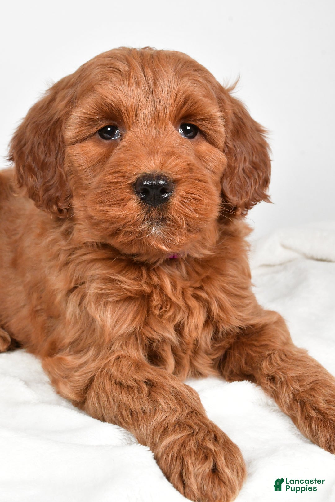 Goldendoodle dogs for sale: Patty-medium size  - Ad 8