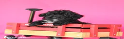 Toy Poodle dogs for sale: Jasper - Ad 4