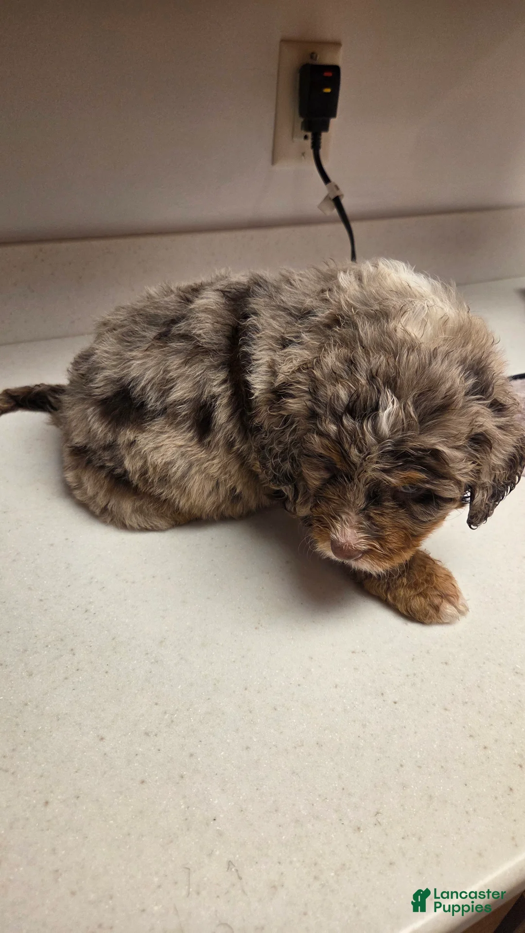 Bernedoodle dogs for sale: Bernedoodle Puppy 2 - Ad 4