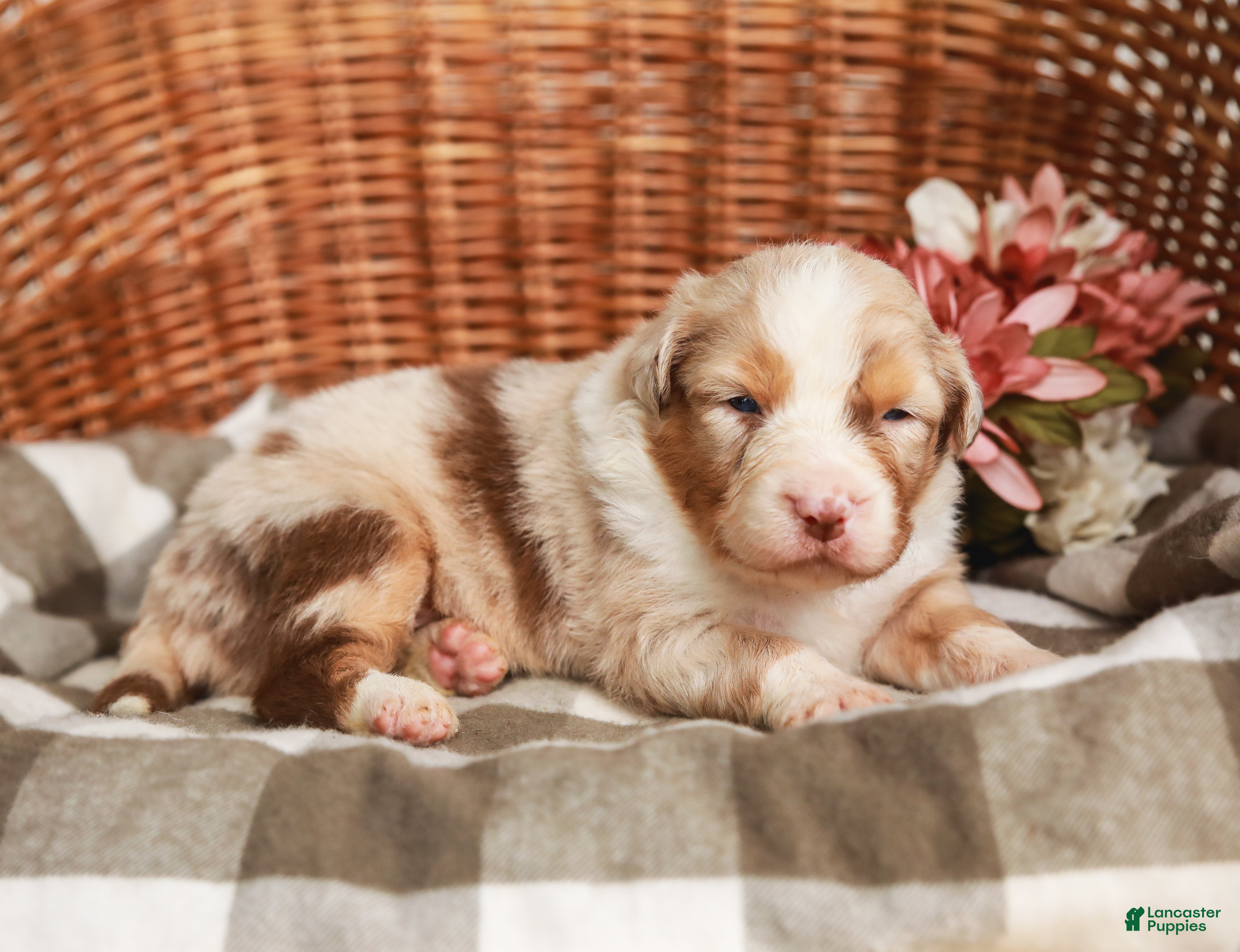 Australian Shepherd dogs Cassie - Ad 2