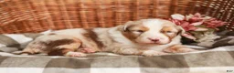 Australian Shepherd dogs for sale: Cassie - Ad 2
