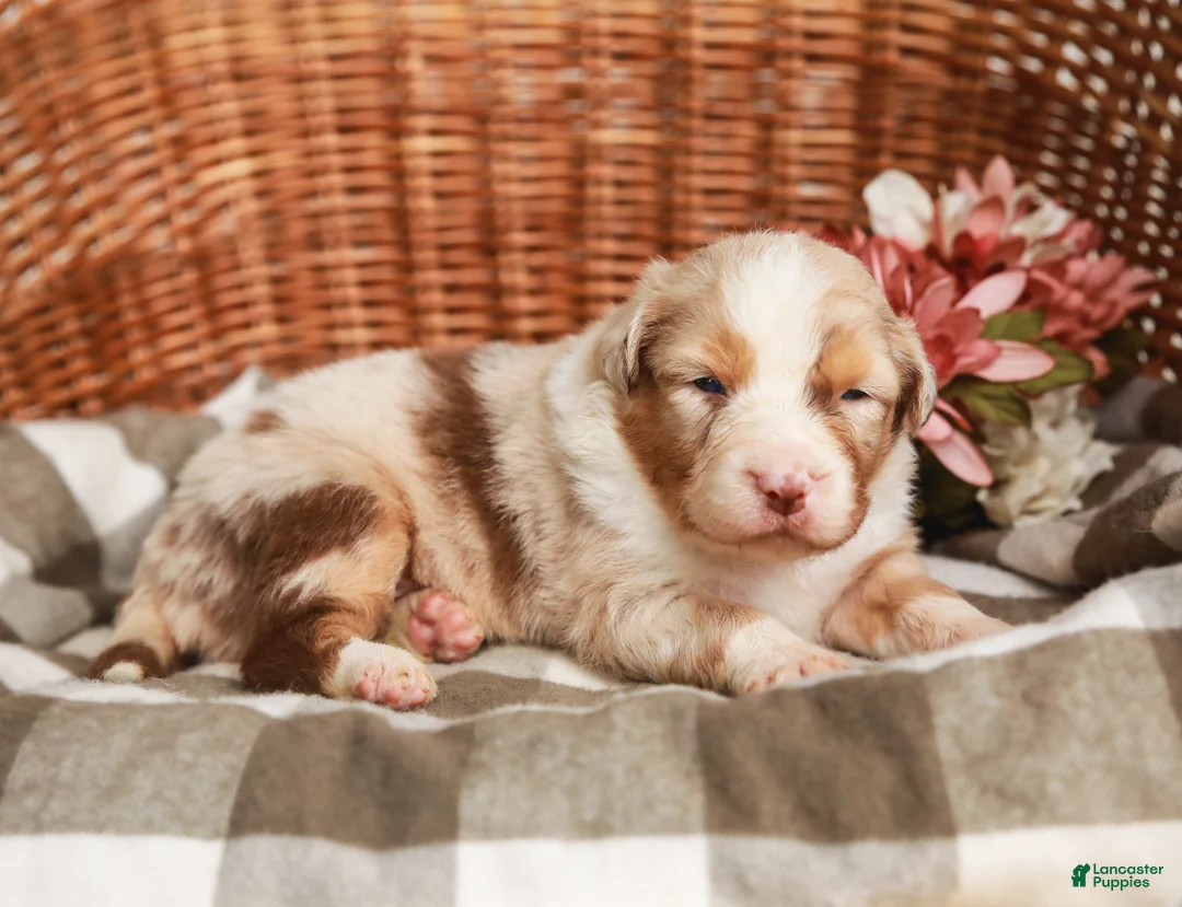 Australian Shepherd dogs for sale: Cassie - Ad 2