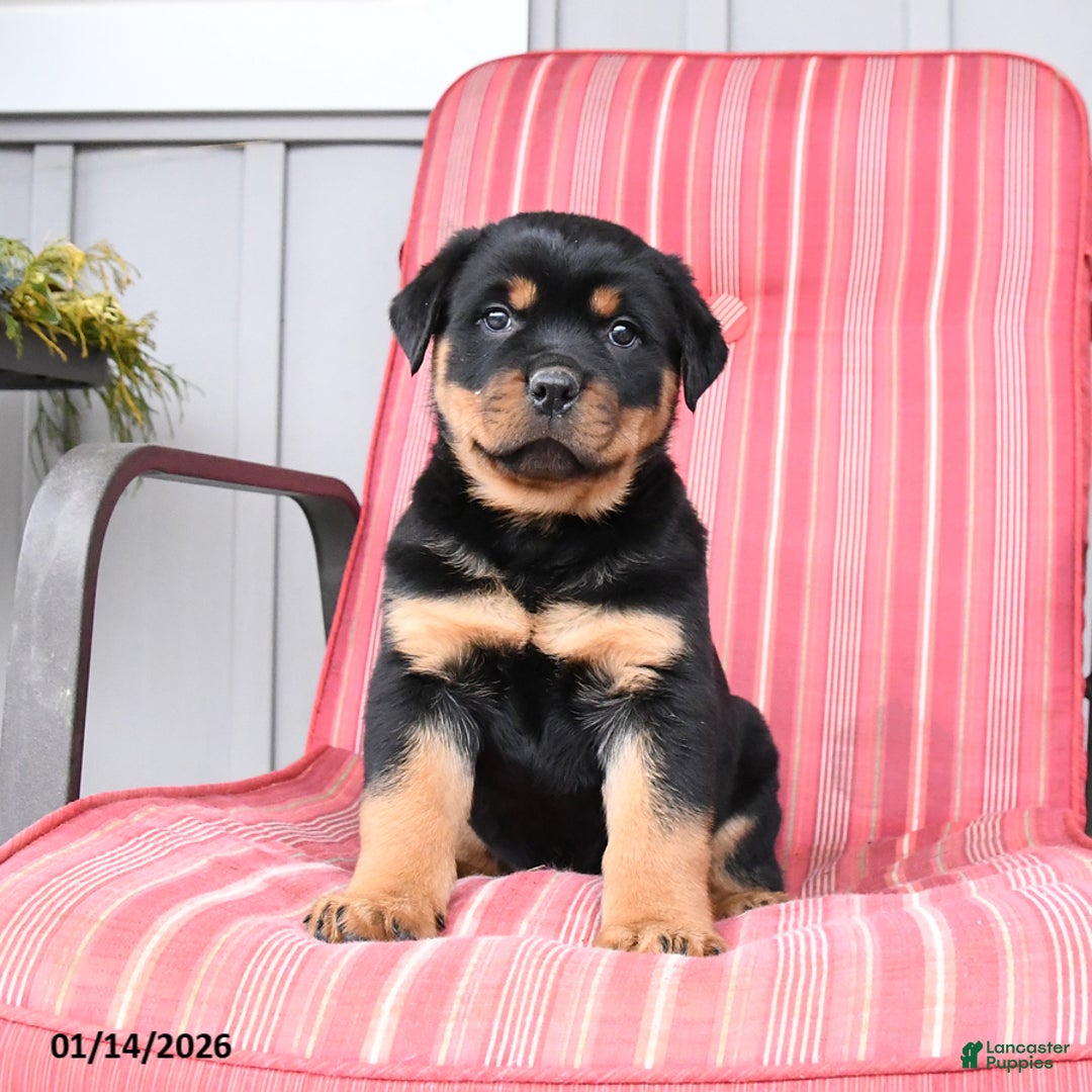 Rottweiler dogs for sale: Scout - Ad 4