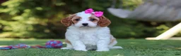 Cavapoo dogs for sale: Ophelia - Ad 3