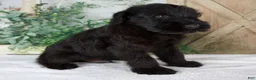Giant Schnauzer dogs for sale: Kyle - Ad 3