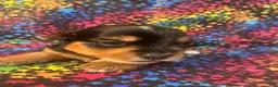 Yorkshire Terrier dogs for sale: Yorkshire Terrier 4 girl  - Ad 8