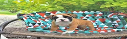 Boxer dogs for sale: Tanner - Ad 2