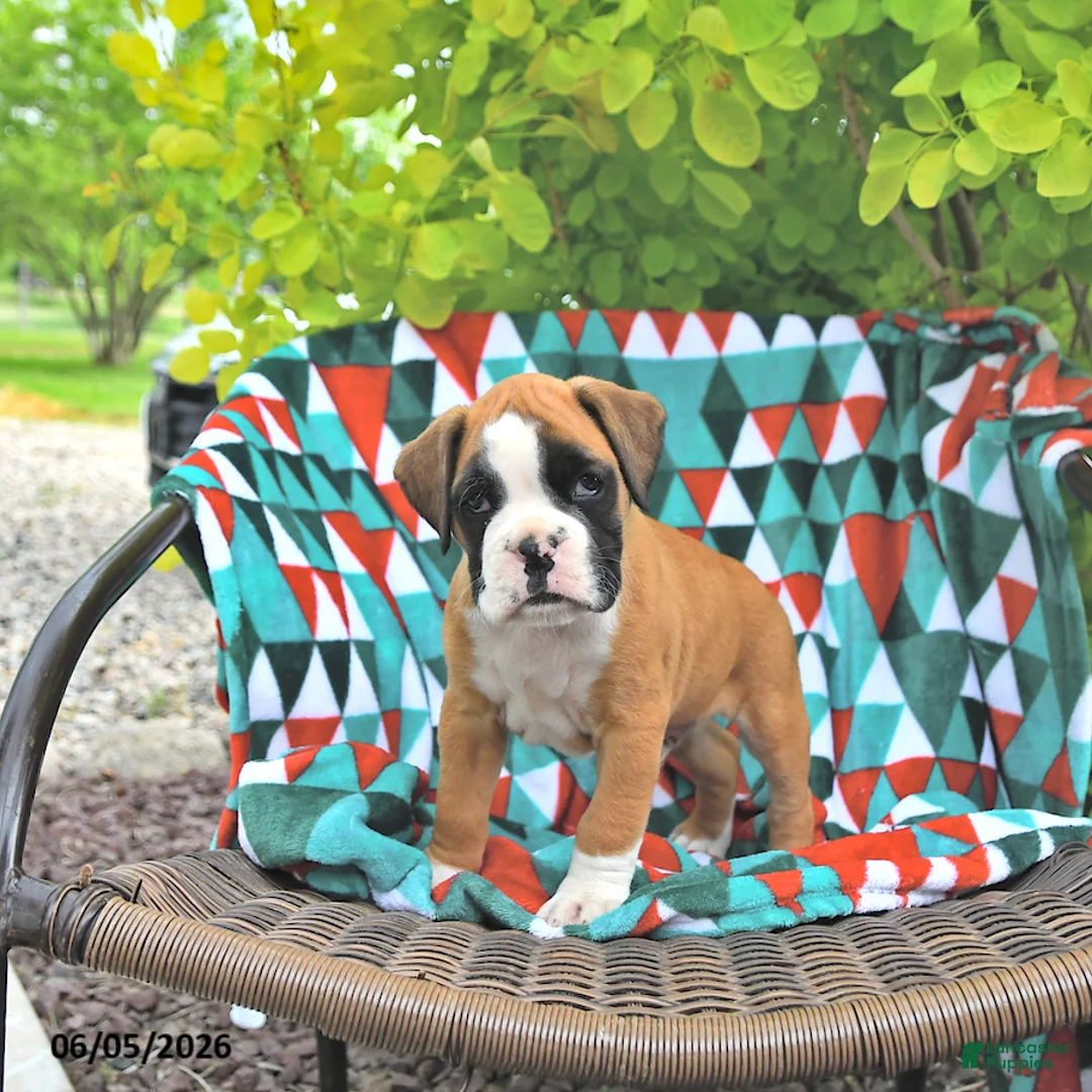 Boxer dogs for sale: Tanner - Ad 2