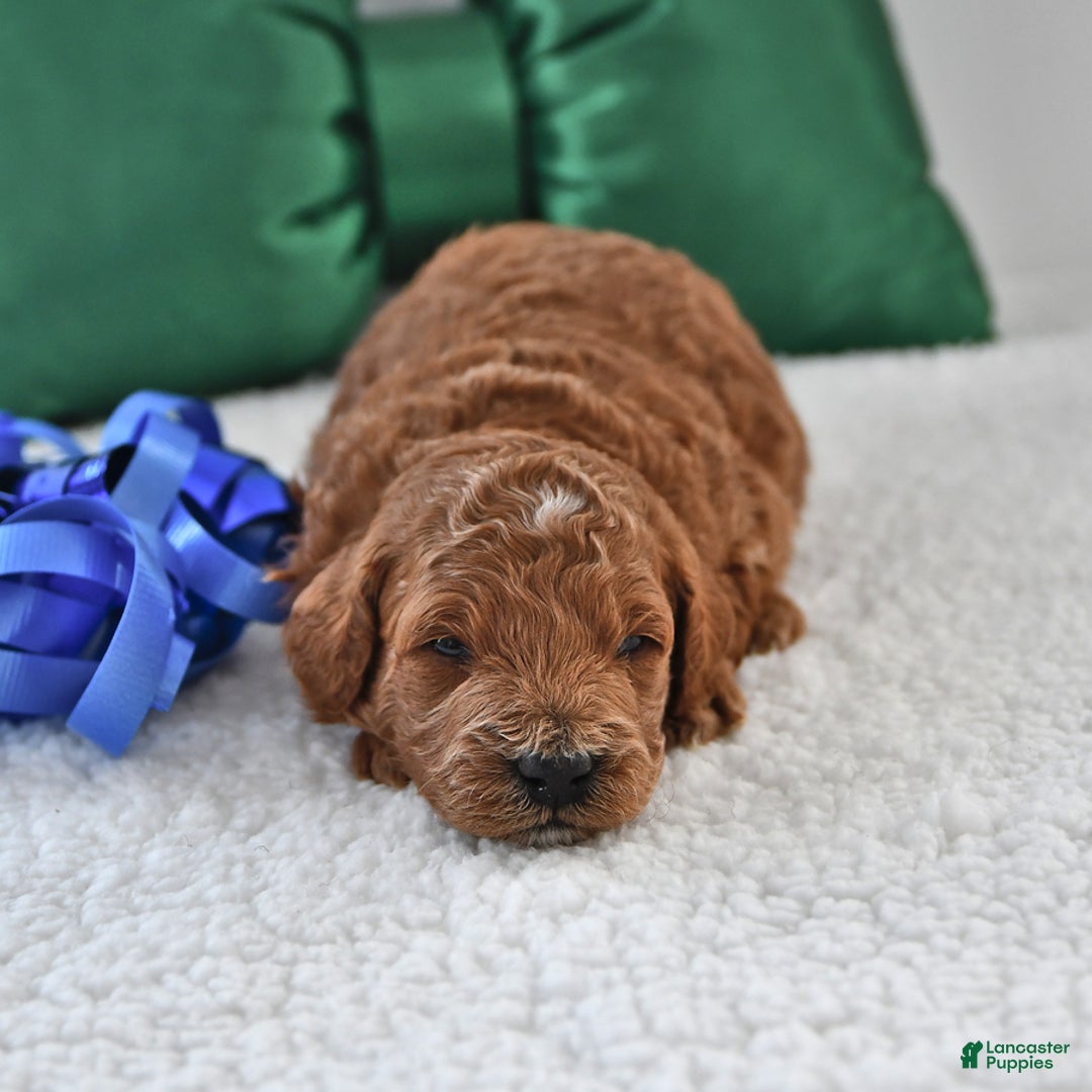 Mini Goldendoodle dogs for sale: Forest - Ad 13