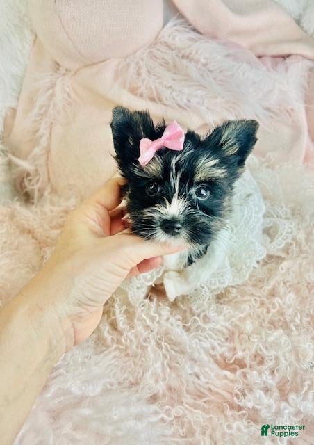 Yorkshire Terrier dogs Yorkshire Terrier Puppy 2 - Ad 1