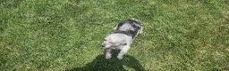 Mini Goldendoodle dogs for sale: Kelsey  - Ad 9