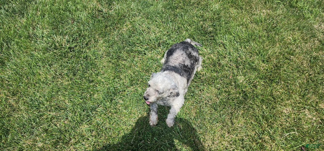 Mini Goldendoodle dogs for sale: Kelsey  - Ad 9