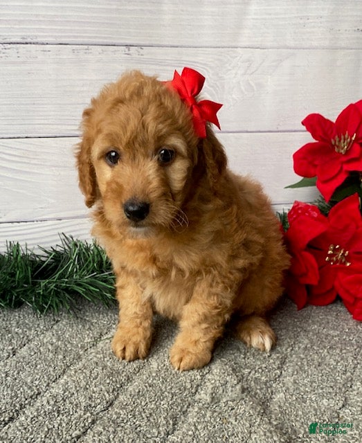Mini Goldendoodle dogs Willow - Ad 29