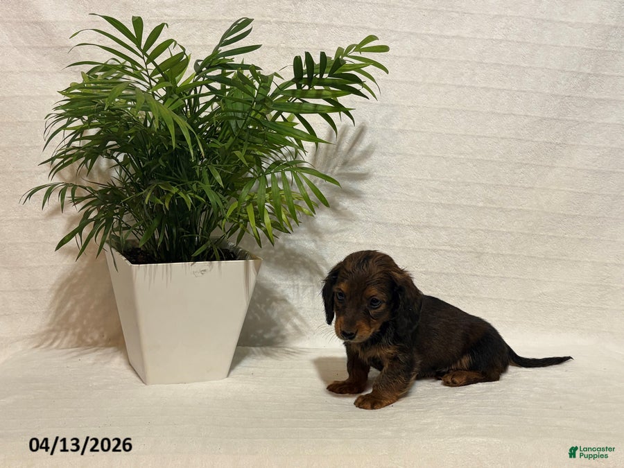 Miniature Dachshund dogs Lucas - Ad 1