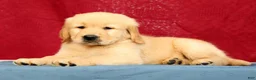 Golden Retriever dogs for sale: Denali - Ad 5