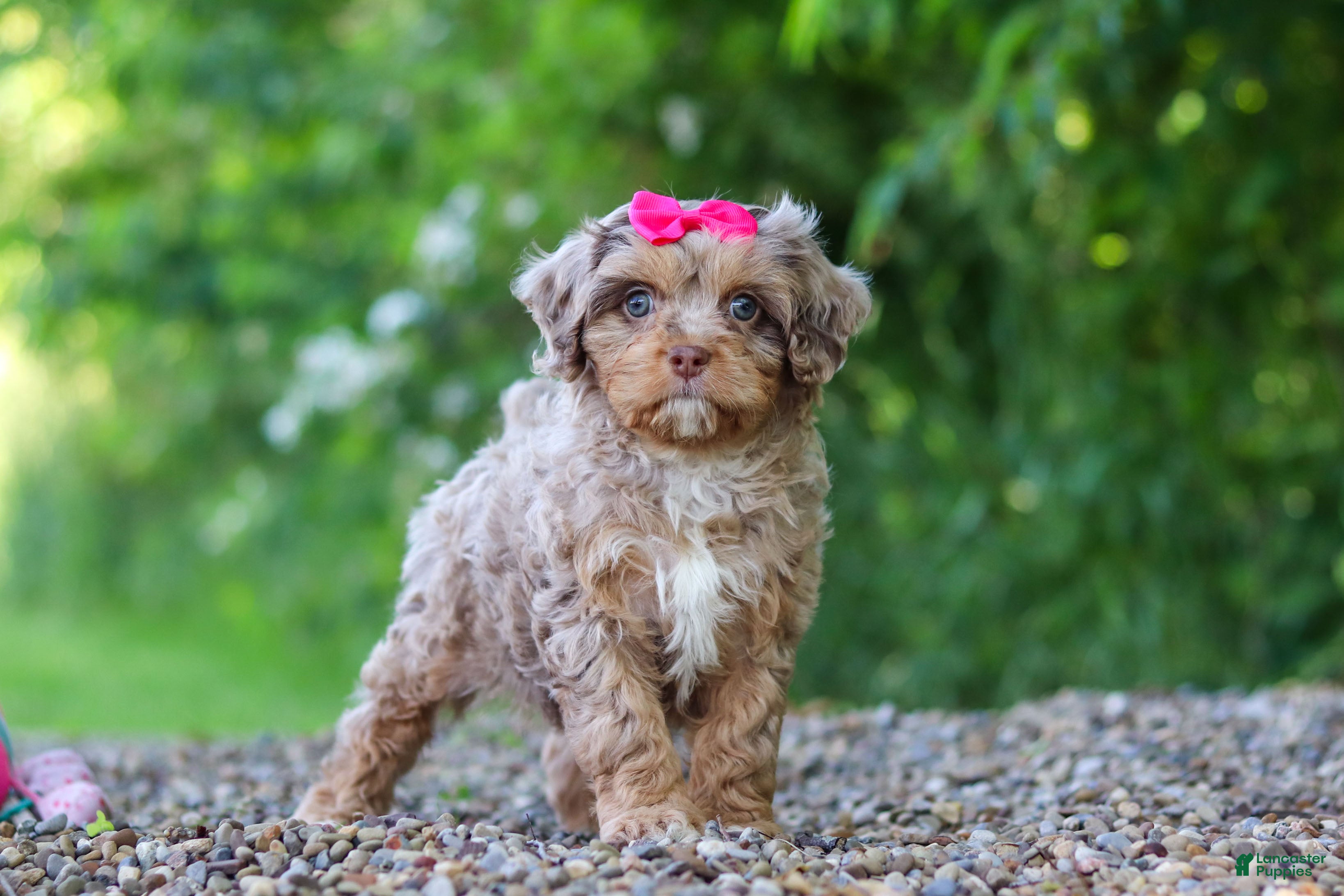 Cavapoo dogs Tulip - Ad 2