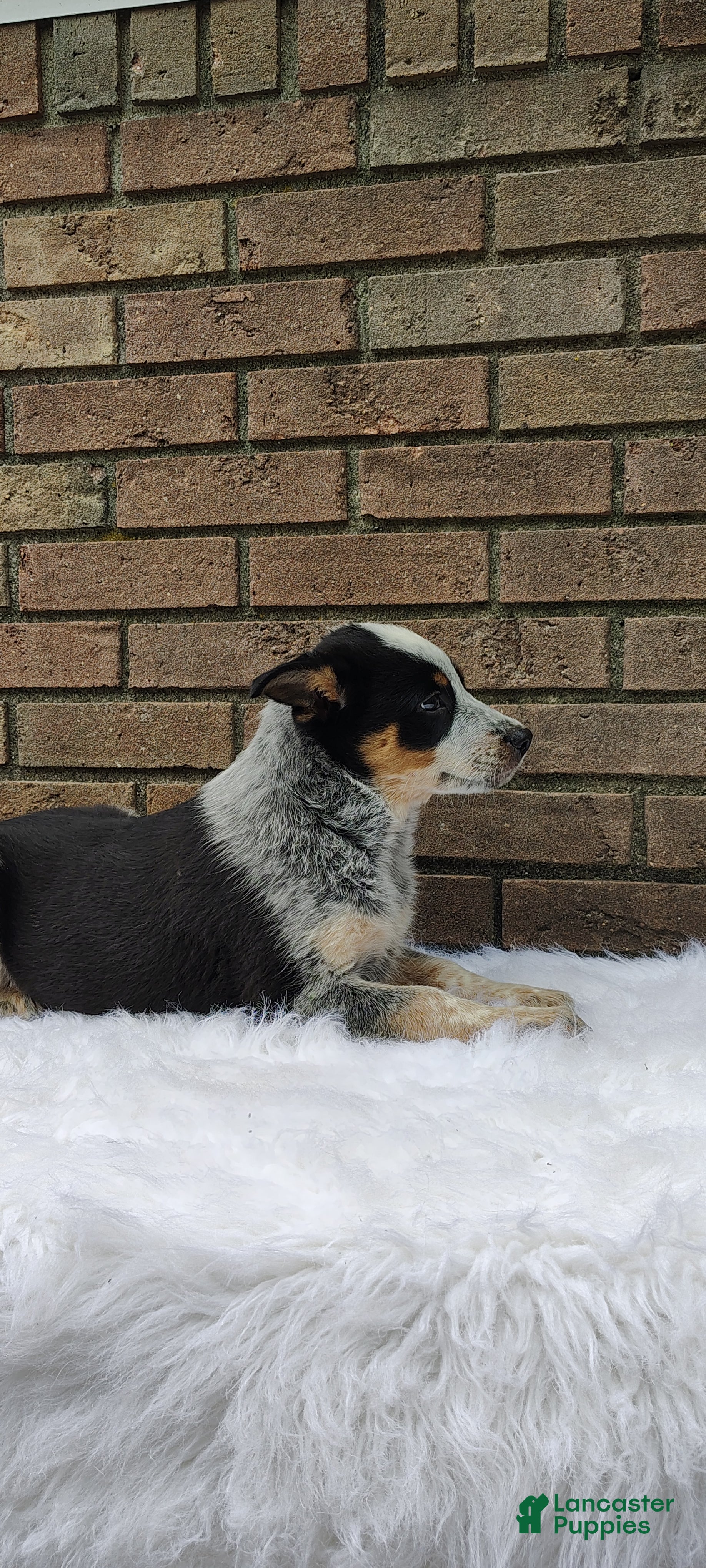 Mixed Breed dogs Banjo - Ad 2