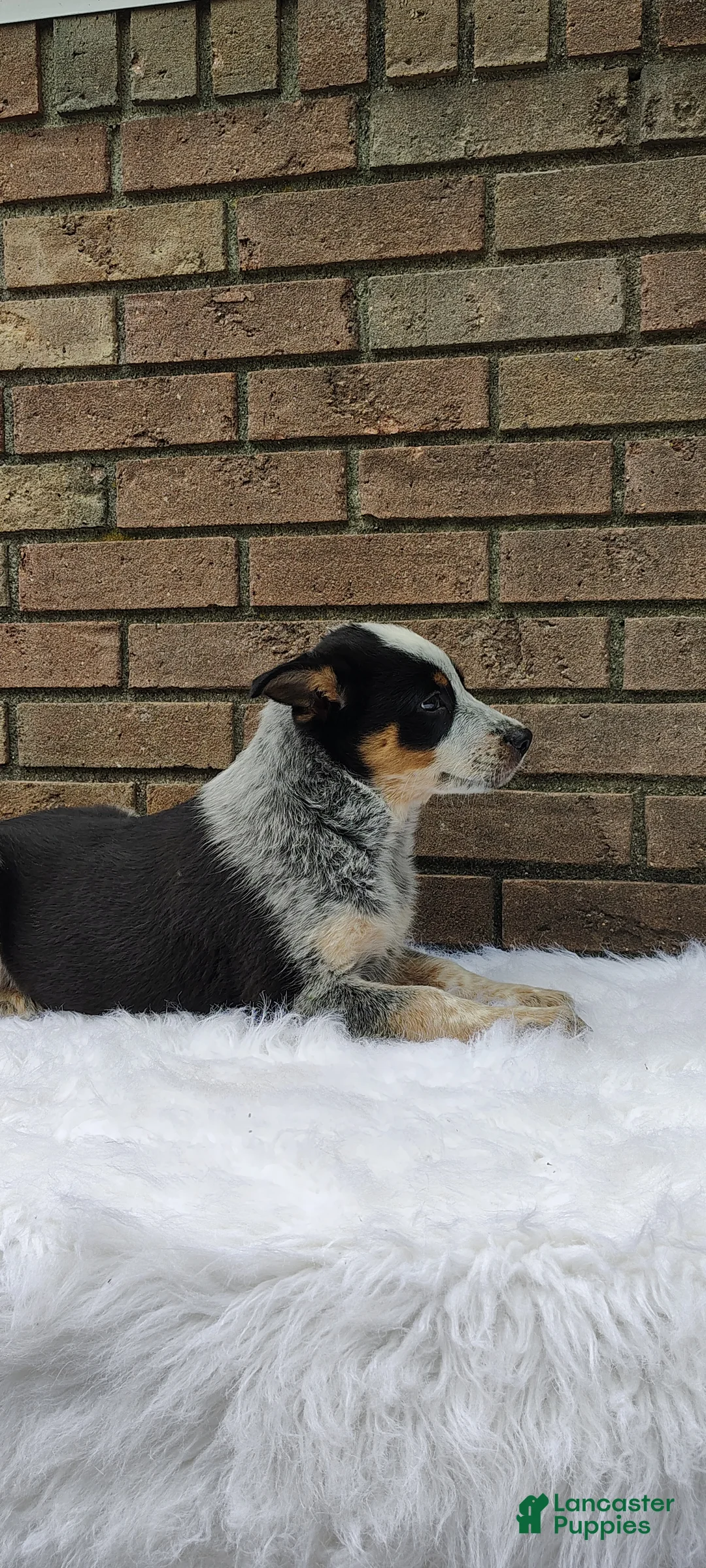 Mixed Breed dogs for sale: Banjo - Ad 2