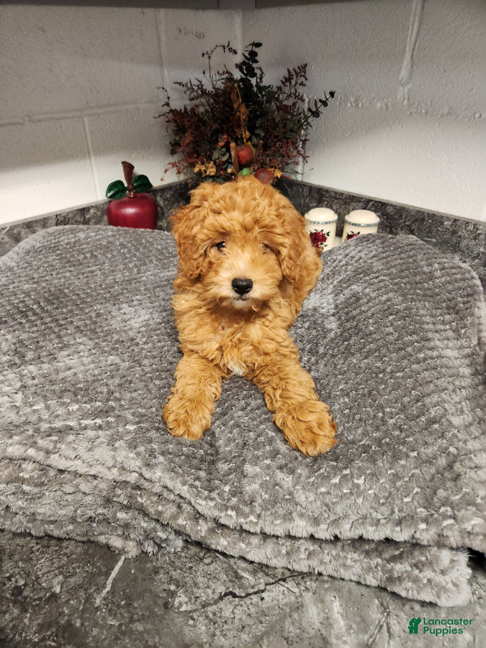 Mini Goldendoodle dogs Bear - Ad 2