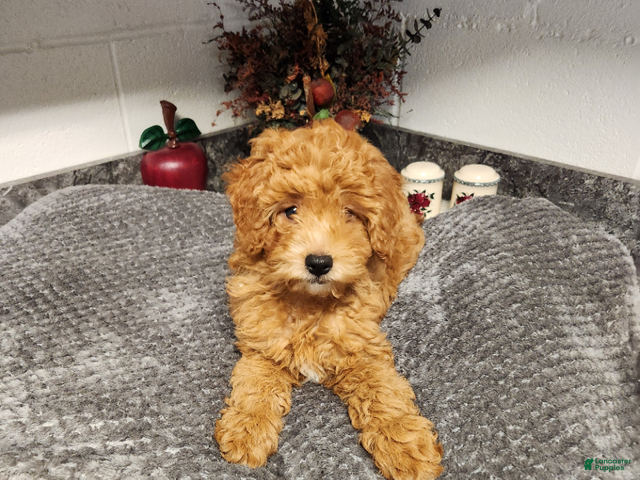 Mini Goldendoodle dogs Bear - Ad 2