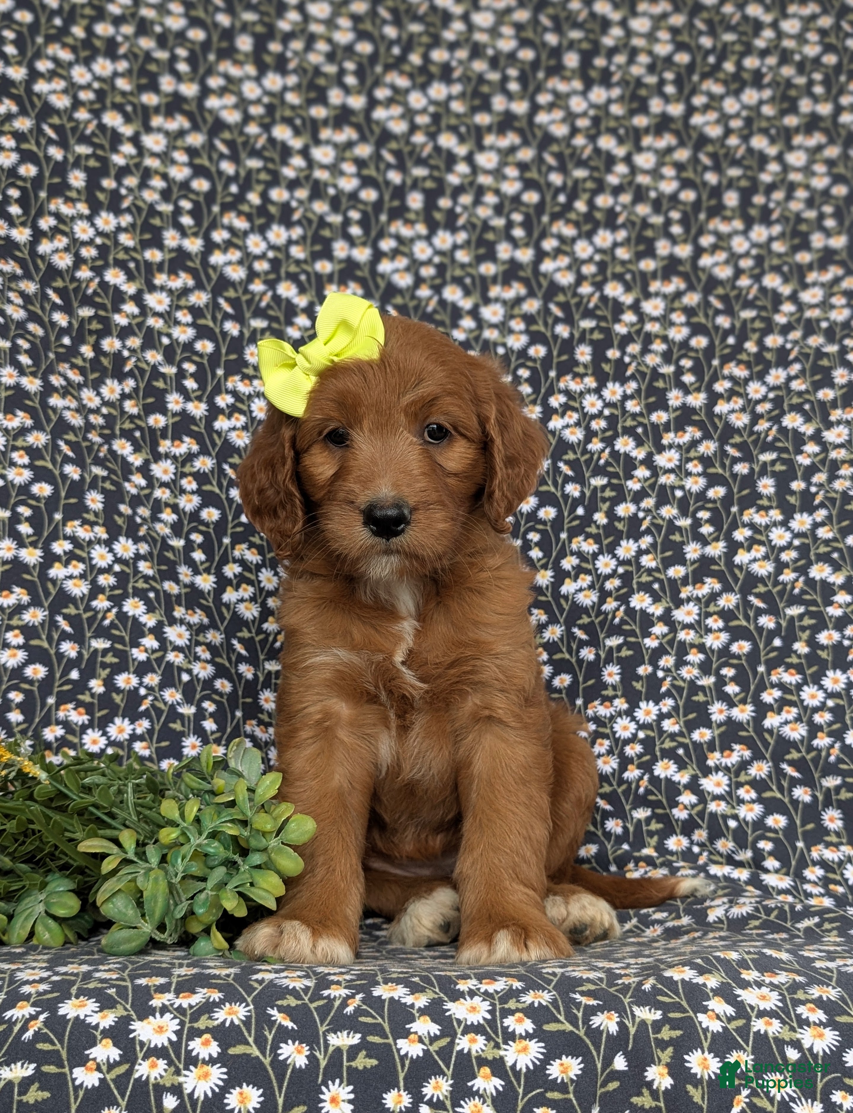 Goldendoodle dogs Venus - Ad 2