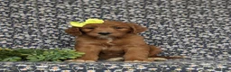 Goldendoodle dogs for sale: Venus - Ad 2