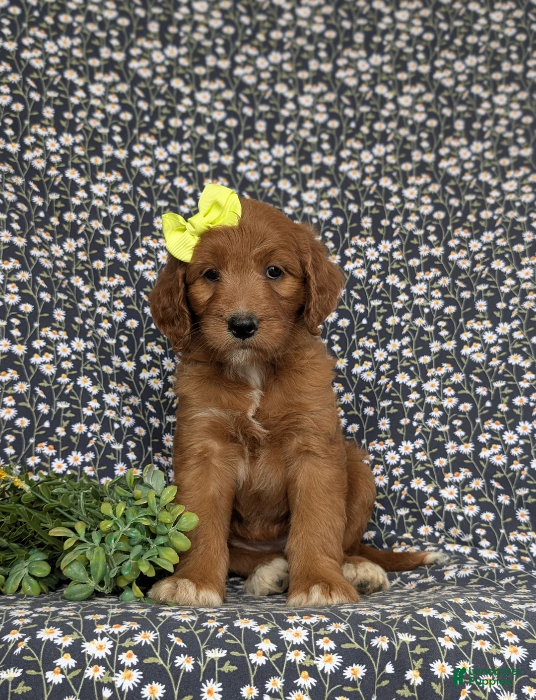 Goldendoodle dogs for sale: Venus - Ad 2
