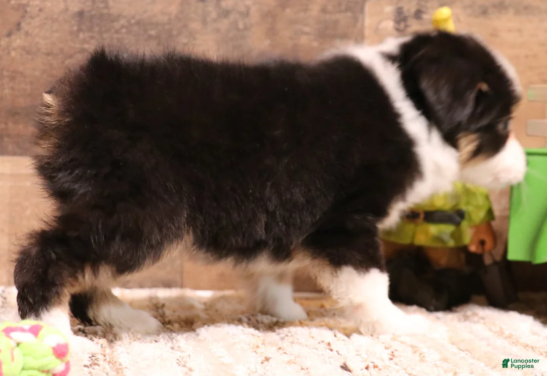 Toy Australian Shepherd dogs for sale: Chip black/tri 1 blue/1 brown eye - Ad 2