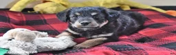 Mixed Breed dogs for sale: Arabelle - Ad 4