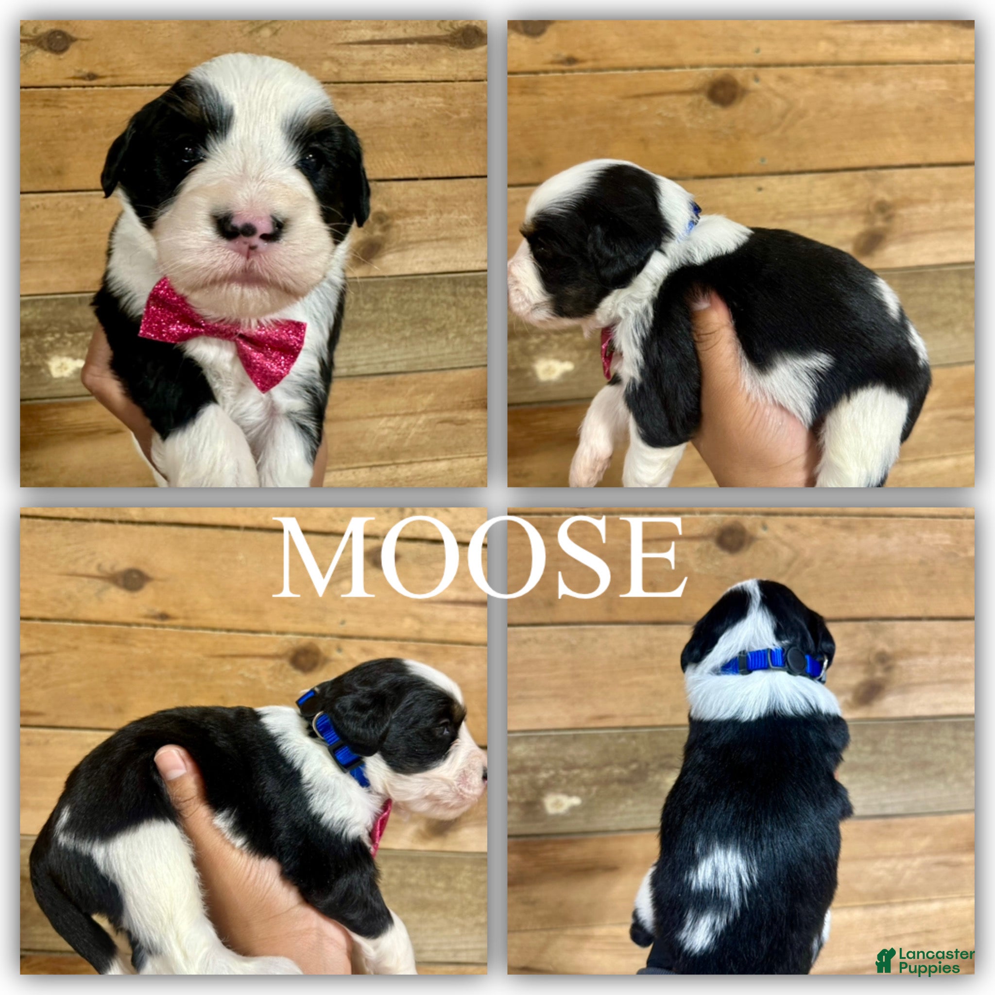 Mini Bernedoodle dogs Moose - Ad 7