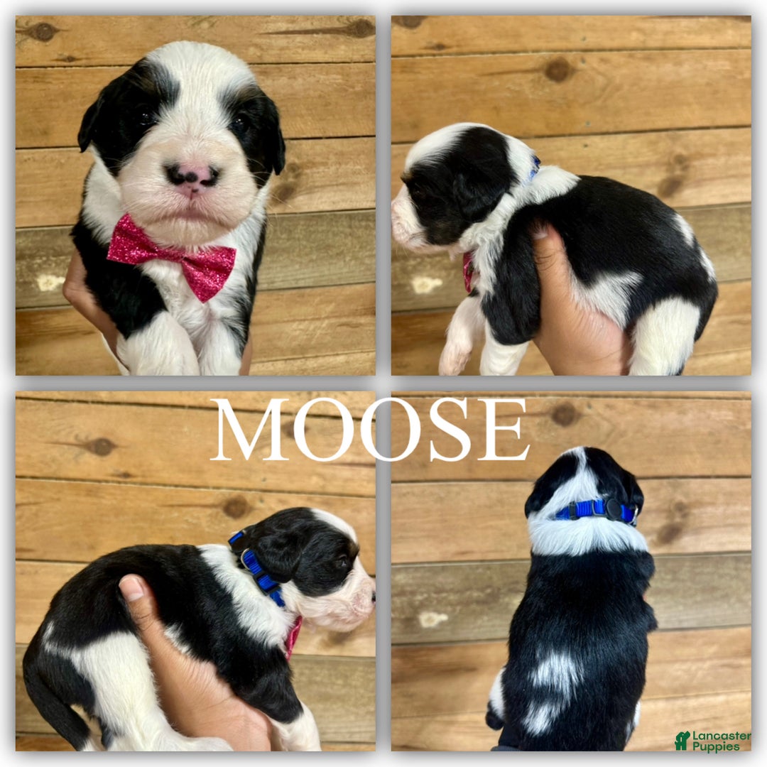 Mini Bernedoodle dogs for sale: Moose - Ad 1