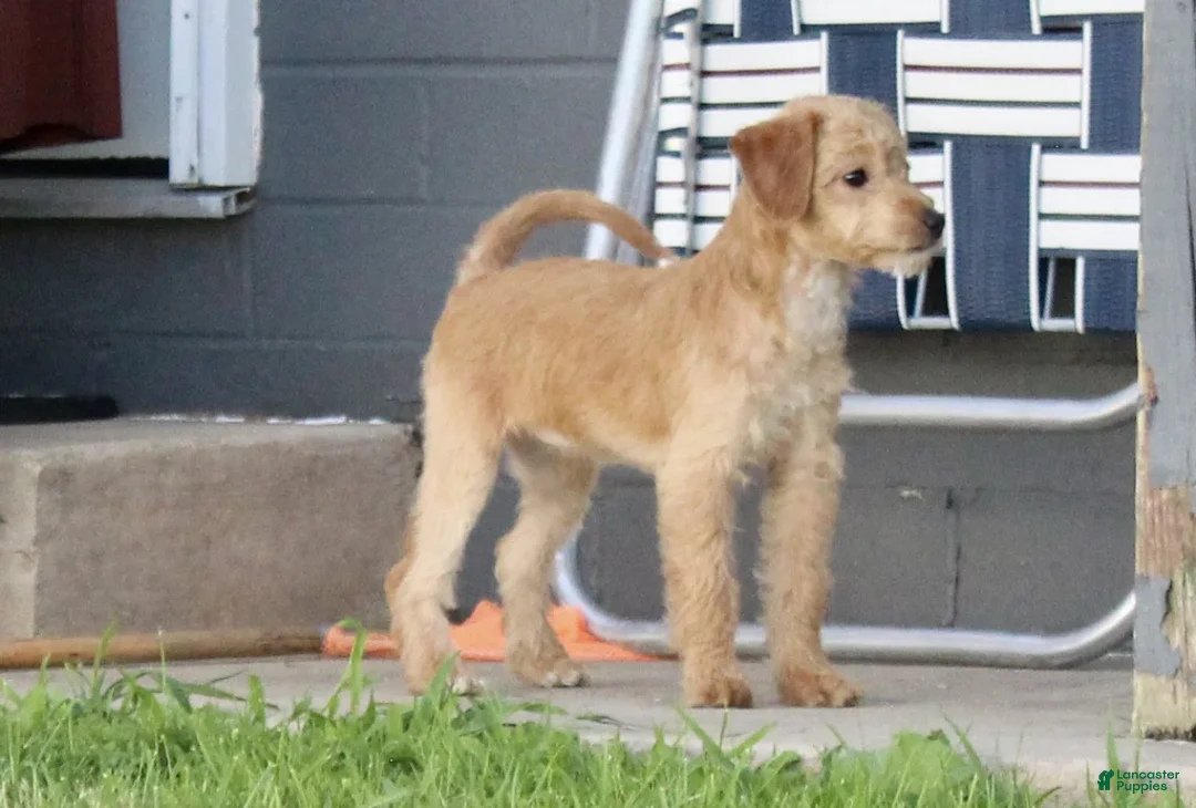 Mixed Breed dogs for sale: Krista - Ad 3