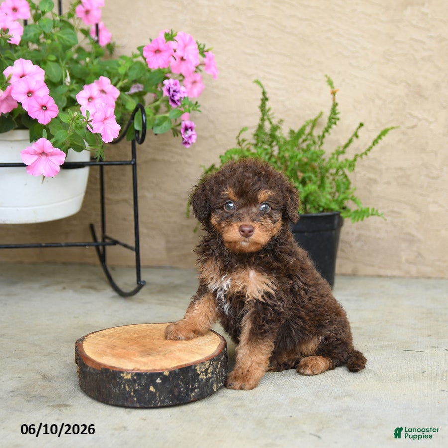 Mini Aussiedoodle dogs Pixie - Ad 2