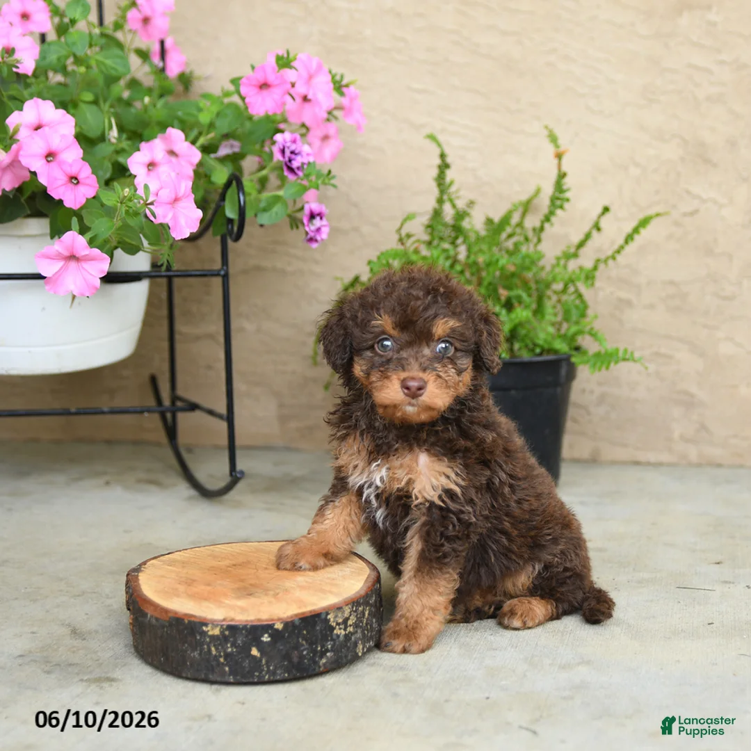 Mini Aussiedoodle dogs for sale: Pixie - Ad 2