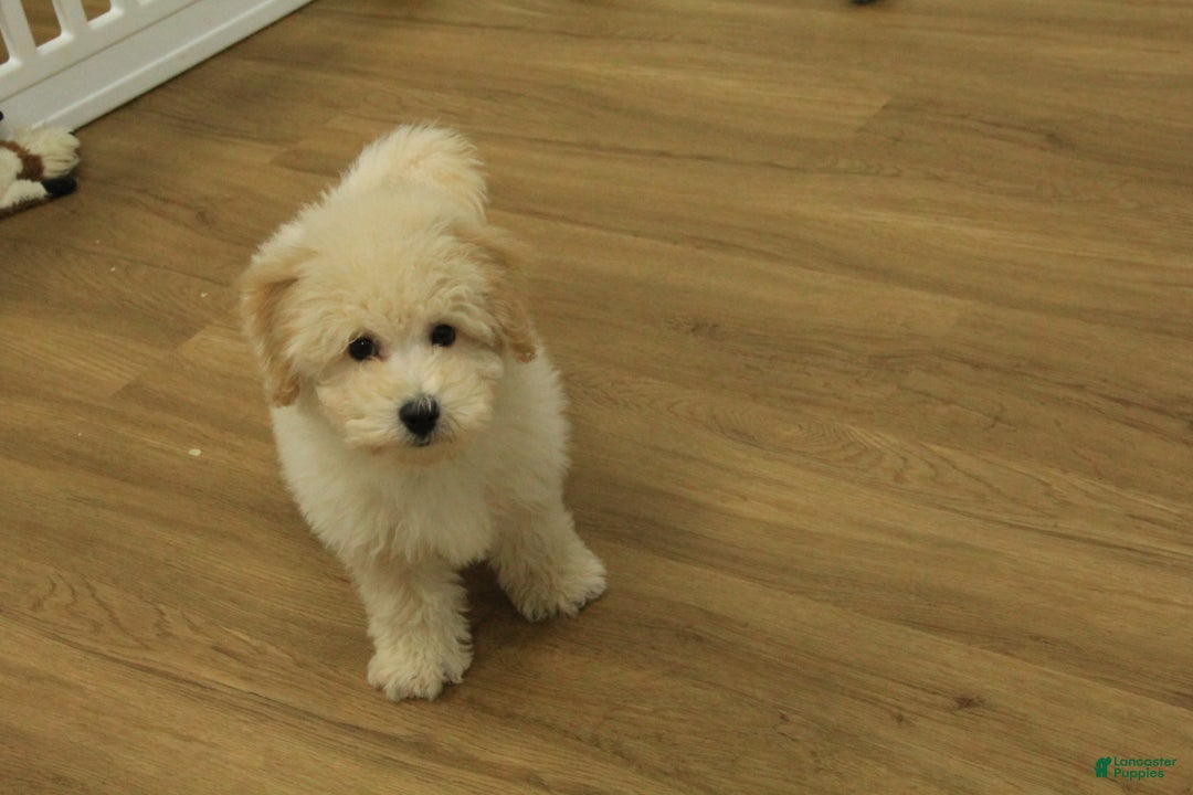 Bichpoo dogs for sale: River - Ad 9