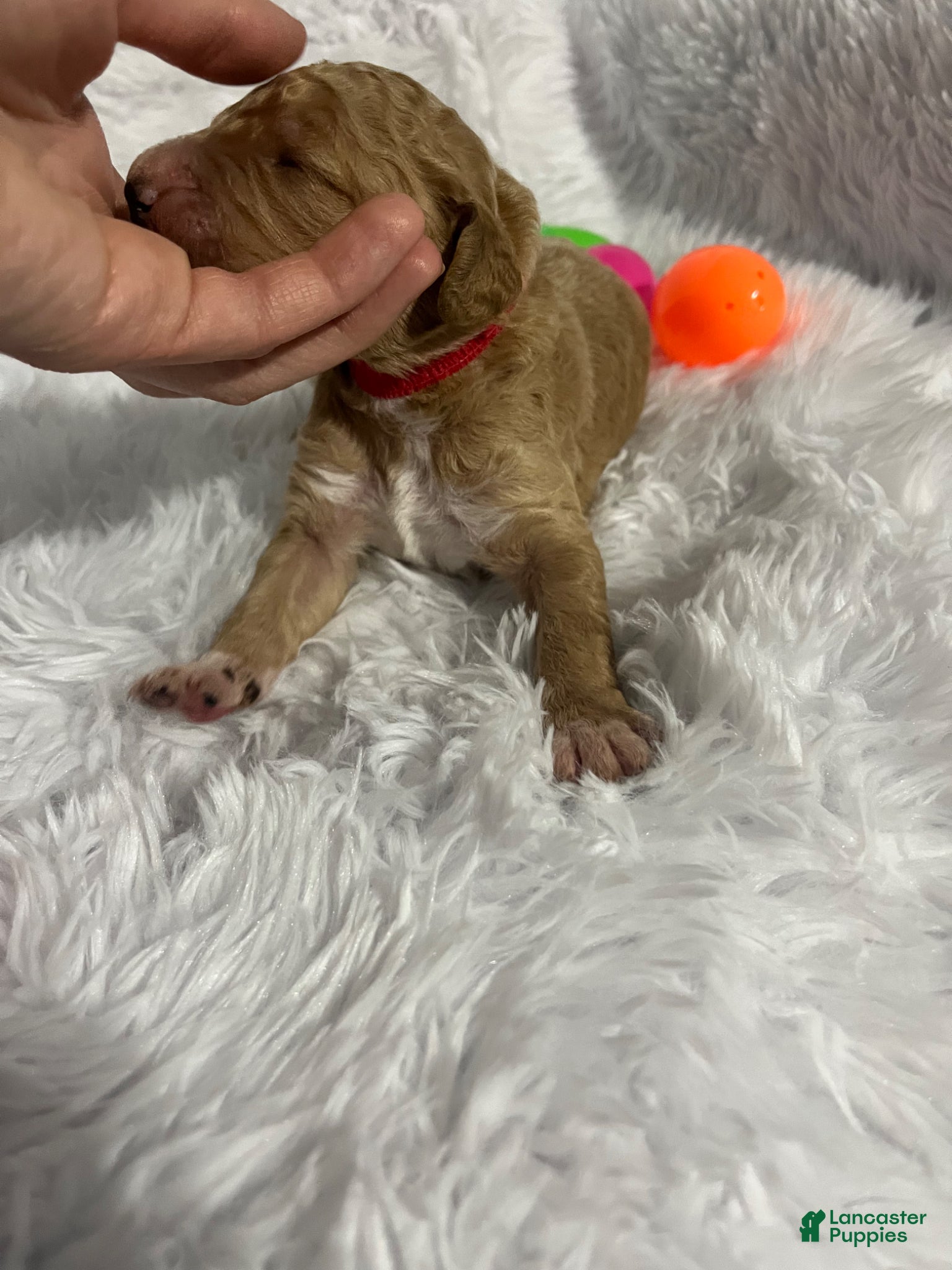 Goldendoodle dogs Goldendoodle Puppy 1 - Ad 3